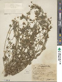 Trifolium resupinatum image