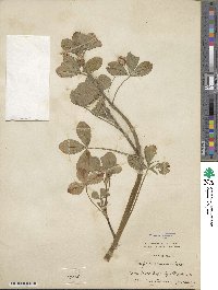 Trifolium resupinatum image