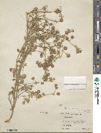 Trifolium resupinatum image