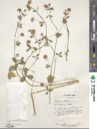 Trifolium resupinatum image