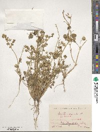 Trifolium resupinatum image