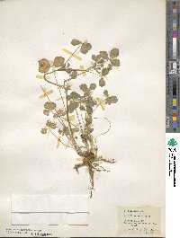 Trifolium resupinatum image