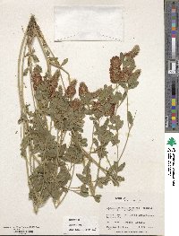 Trifolium rubens image