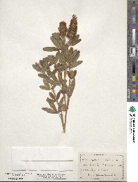 Trifolium rubens image