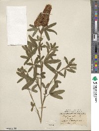 Trifolium rubens image