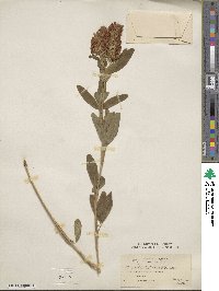 Trifolium rubens image