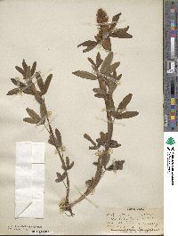 Trifolium rubens image