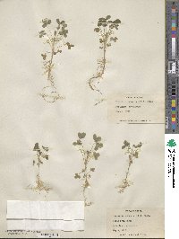 Trifolium rubens image