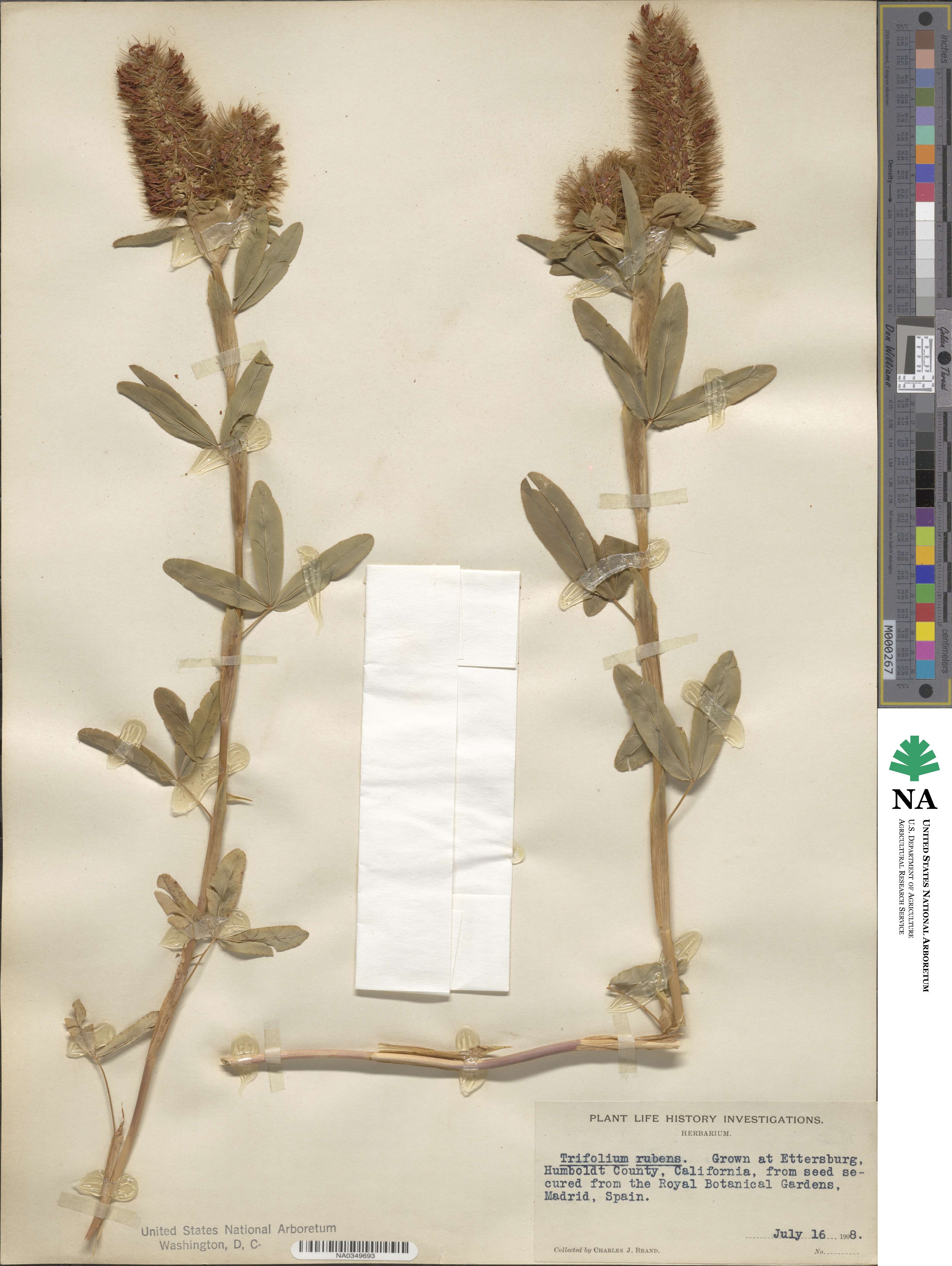 Trifolium rubens image