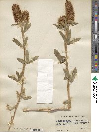 Trifolium rubens image