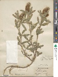 Trifolium rubens image