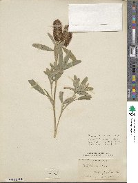 Trifolium rubens image