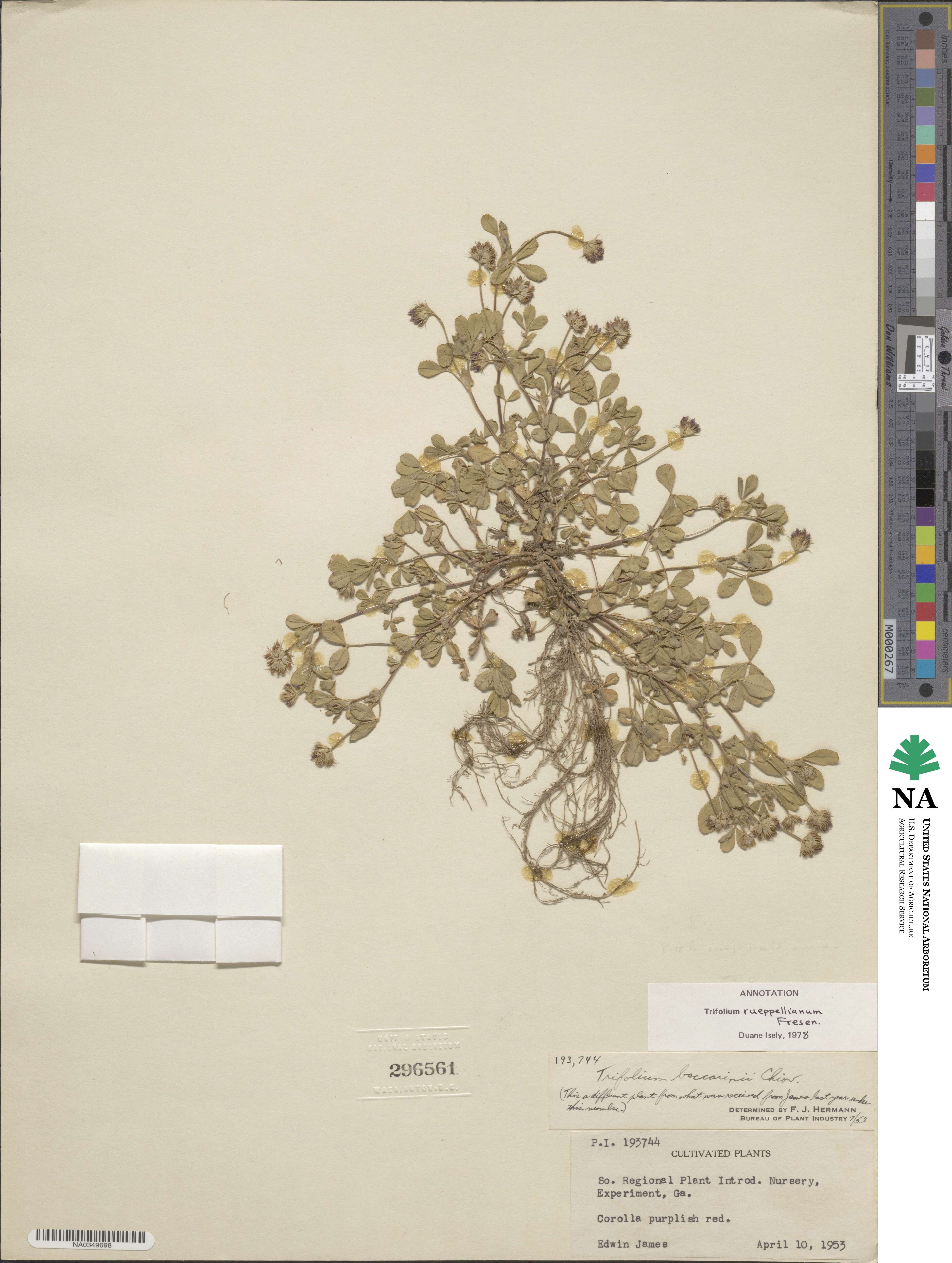 Trifolium rueppellianum image