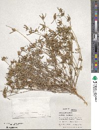 Trifolium scabrum image