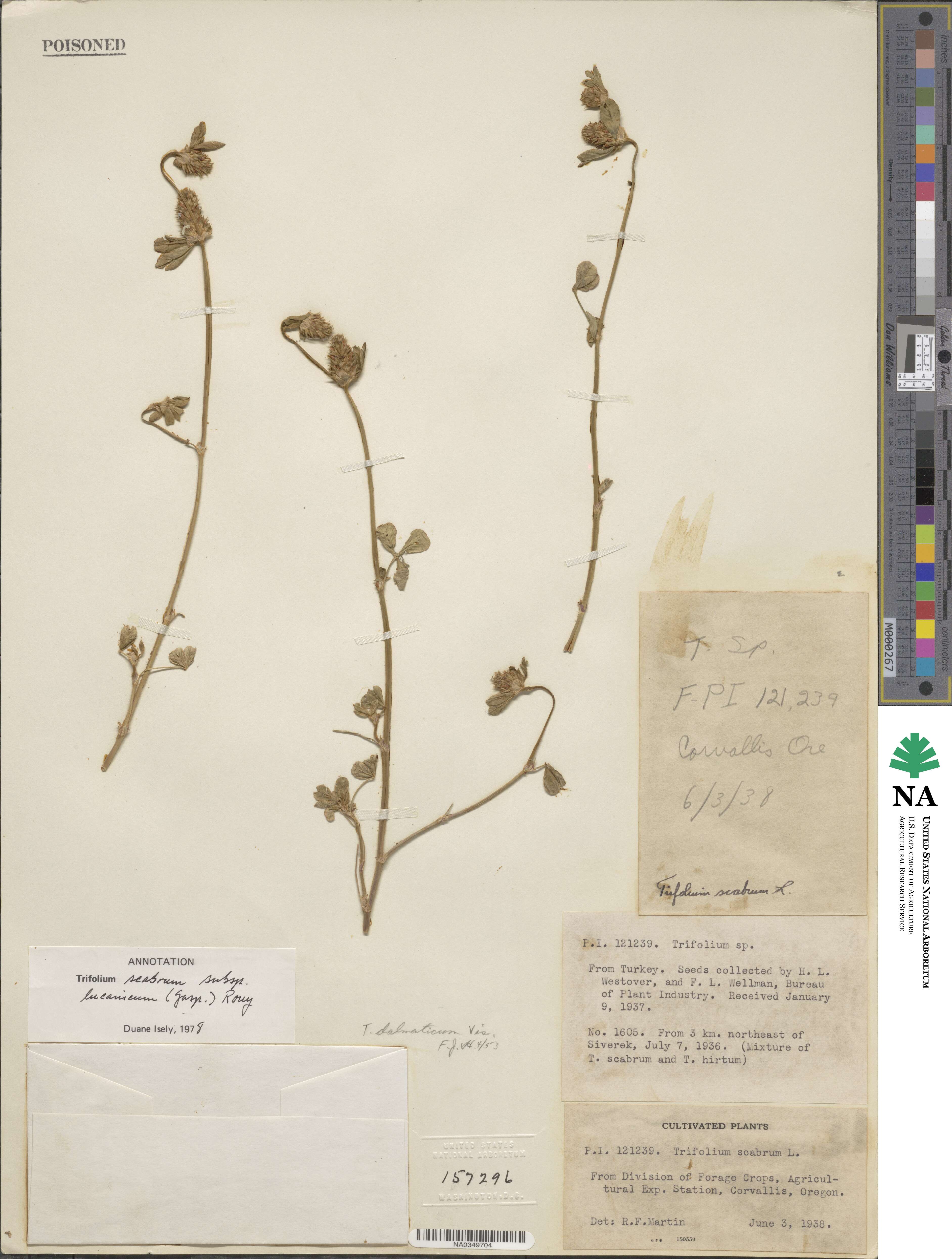 Trifolium lucanicum image