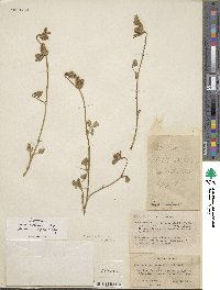 Trifolium lucanicum image