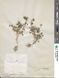 Trifolium scutatum image