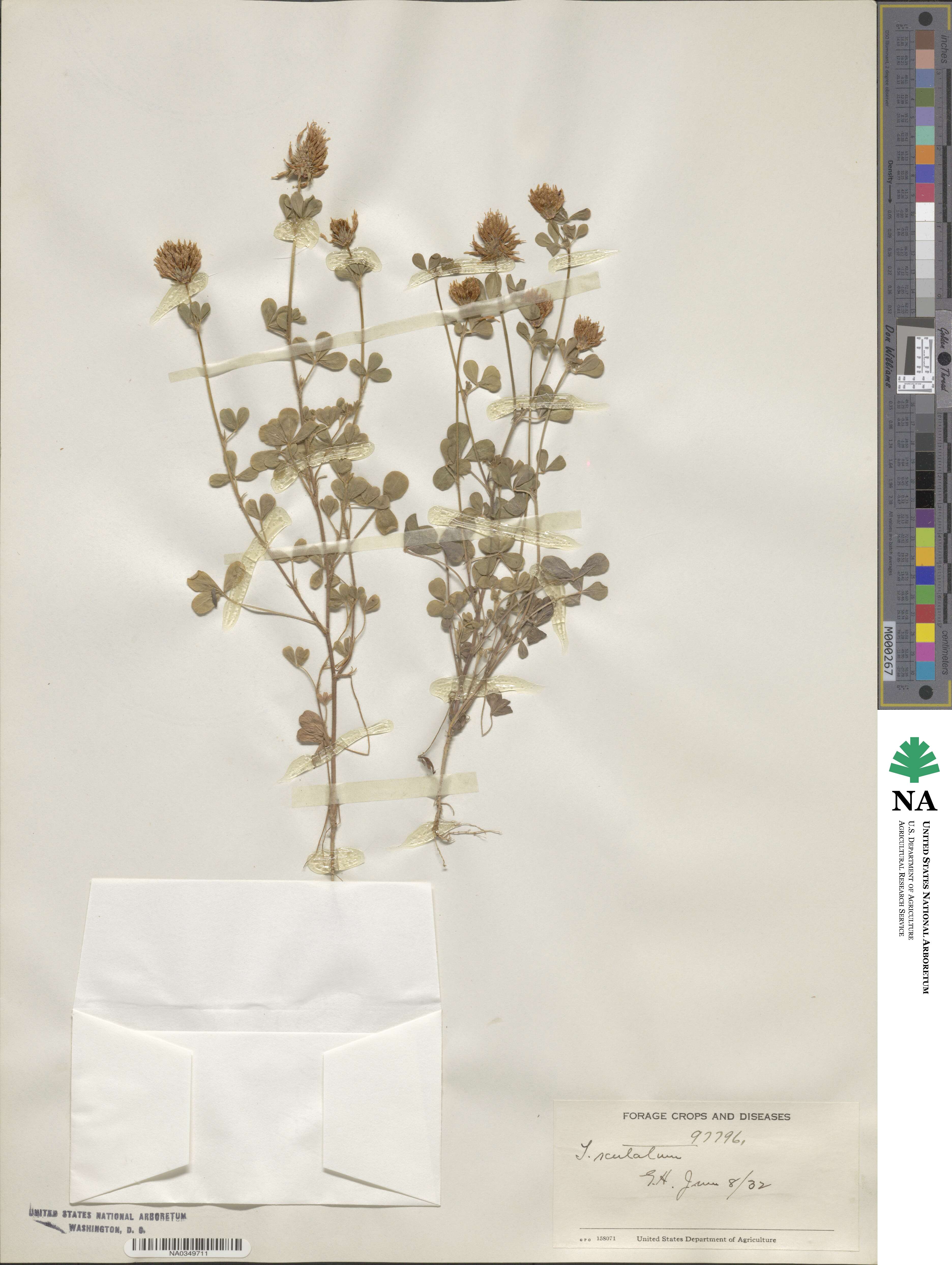 Trifolium scutatum image