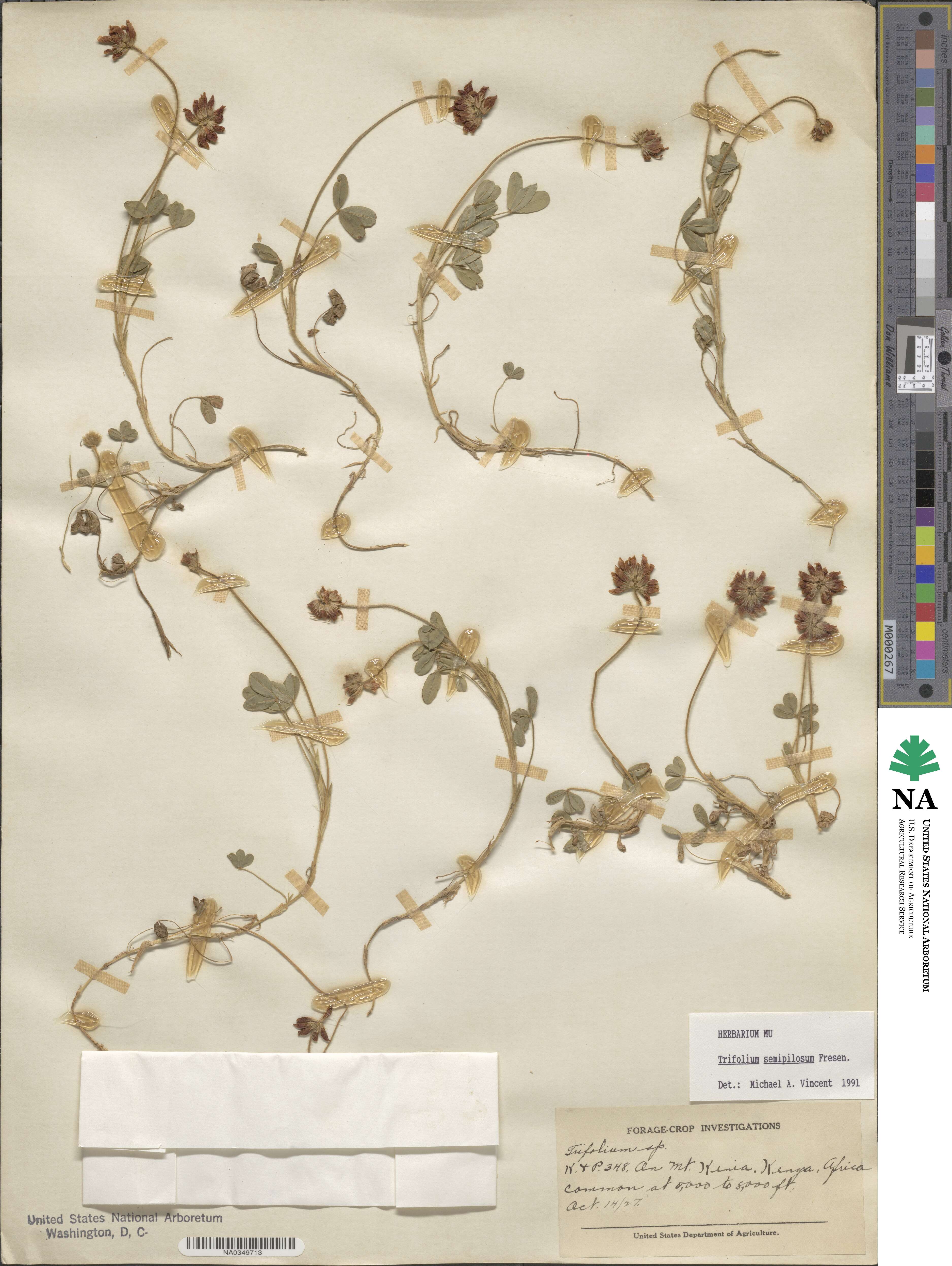 Trifolium semipilosum image