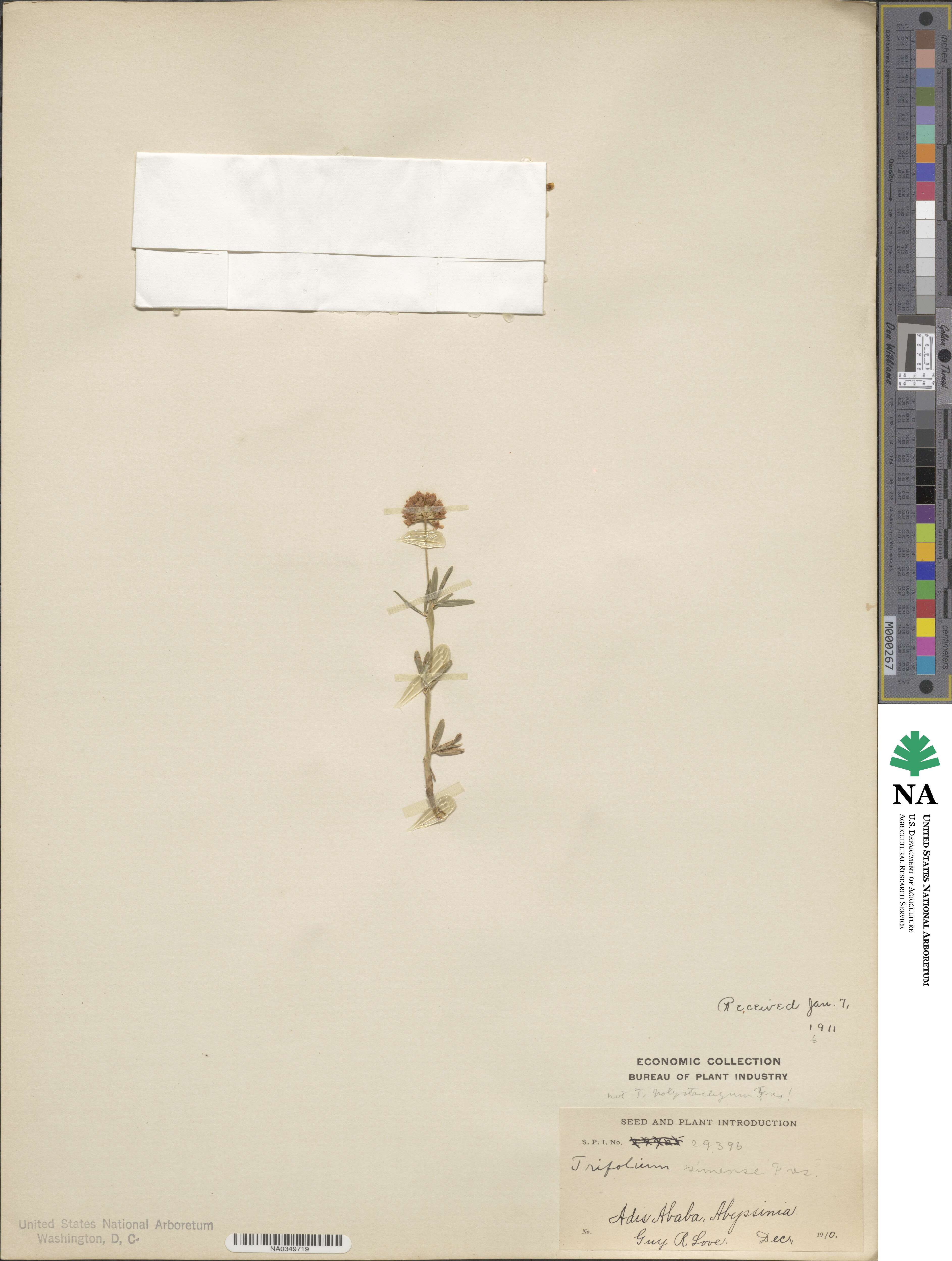Trifolium simense image