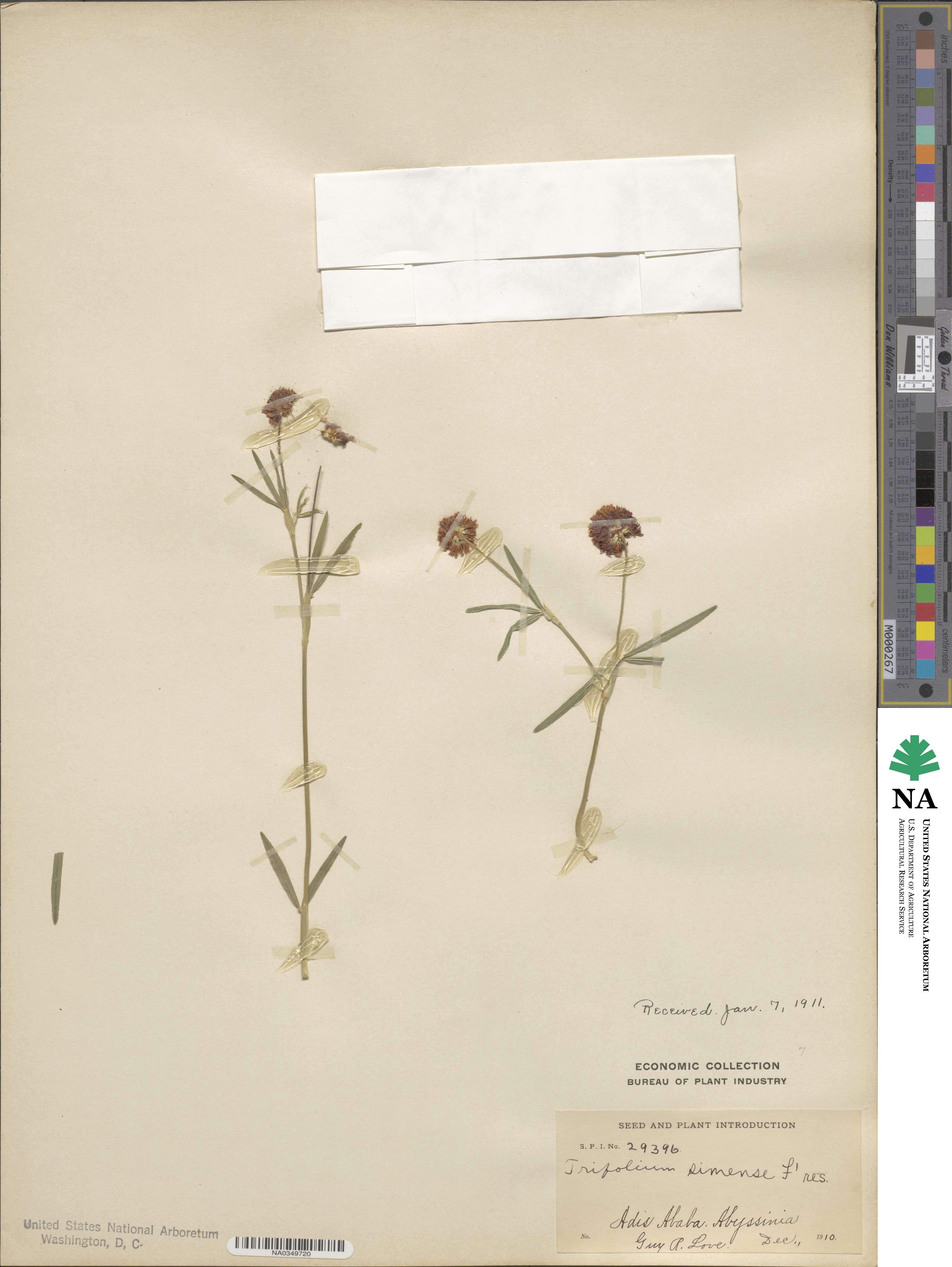 Trifolium simense image