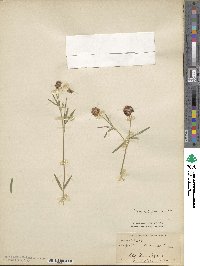 Trifolium simense image