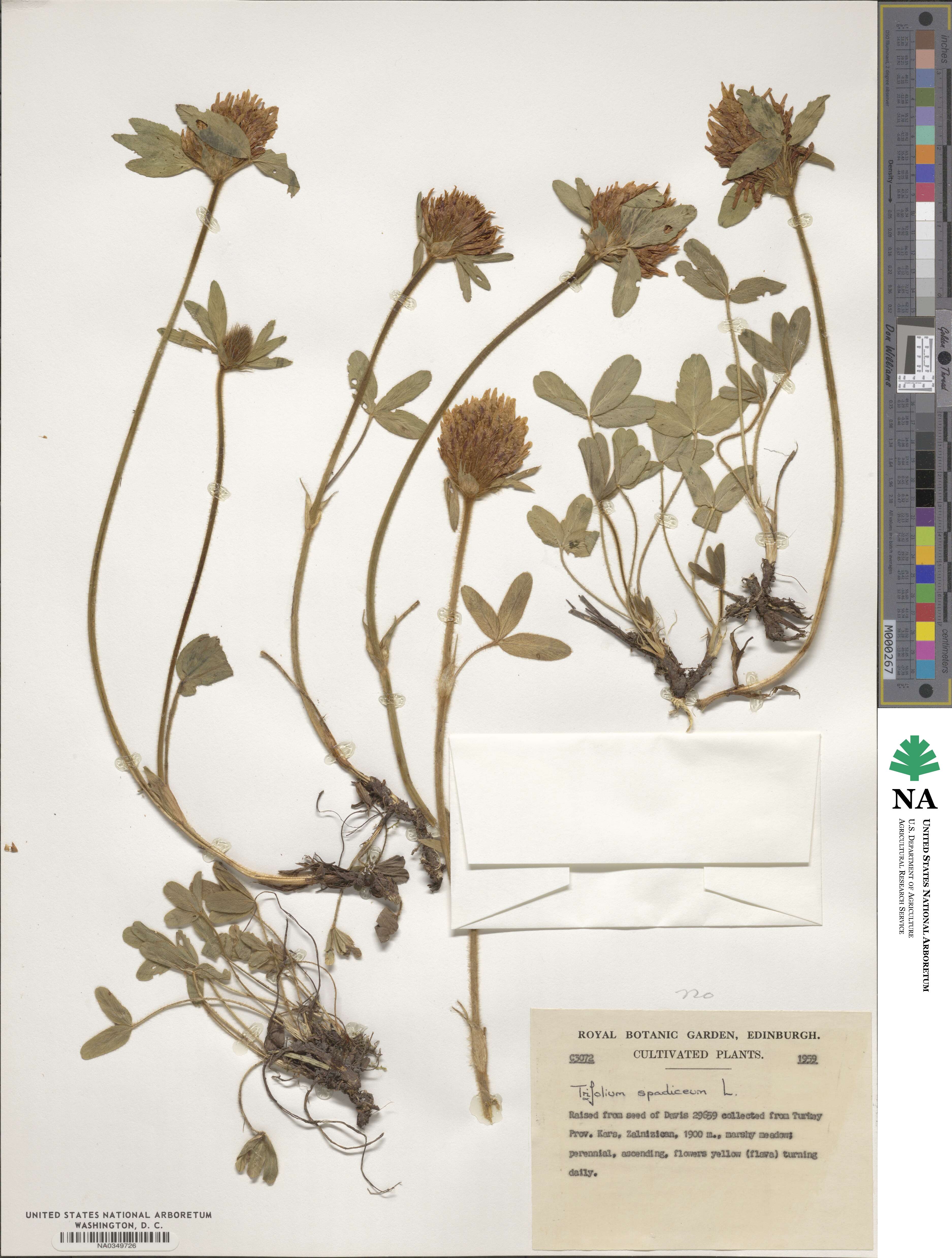 Trifolium spadiceum image