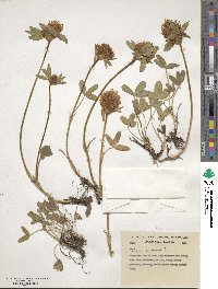 Trifolium spadiceum image