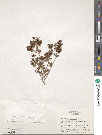 Trifolium speciosum image