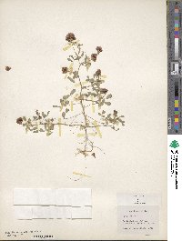 Trifolium speciosum image