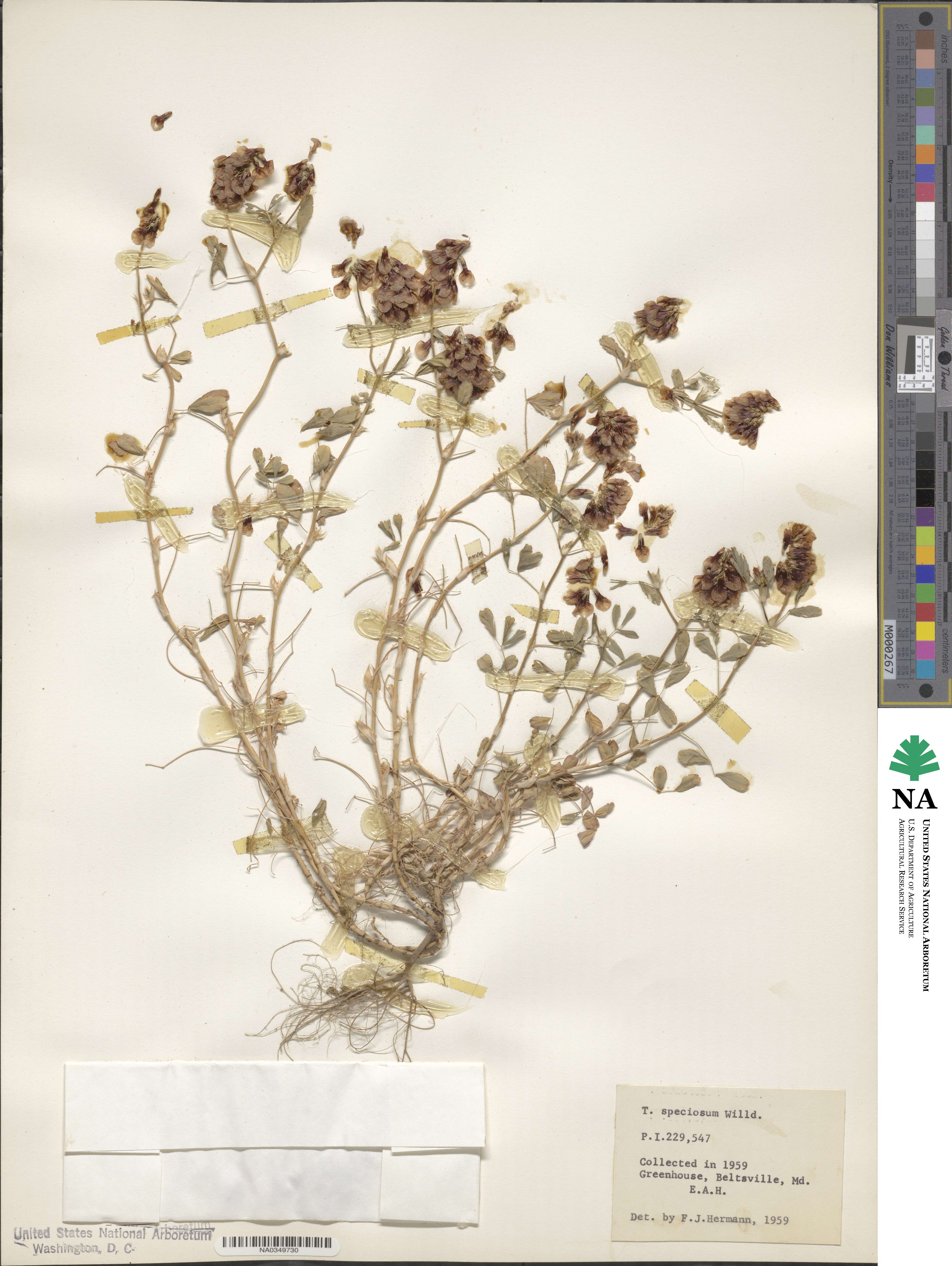 Trifolium speciosum image