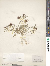 Trifolium speciosum image