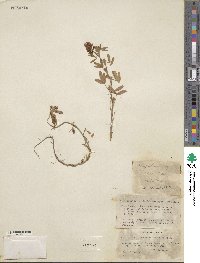 Trifolium speciosum image