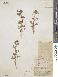 Trifolium speciosum image