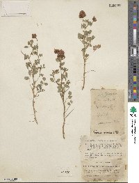 Trifolium speciosum image