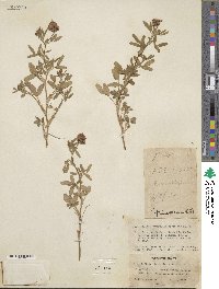 Trifolium speciosum image