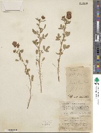 Trifolium speciosum image