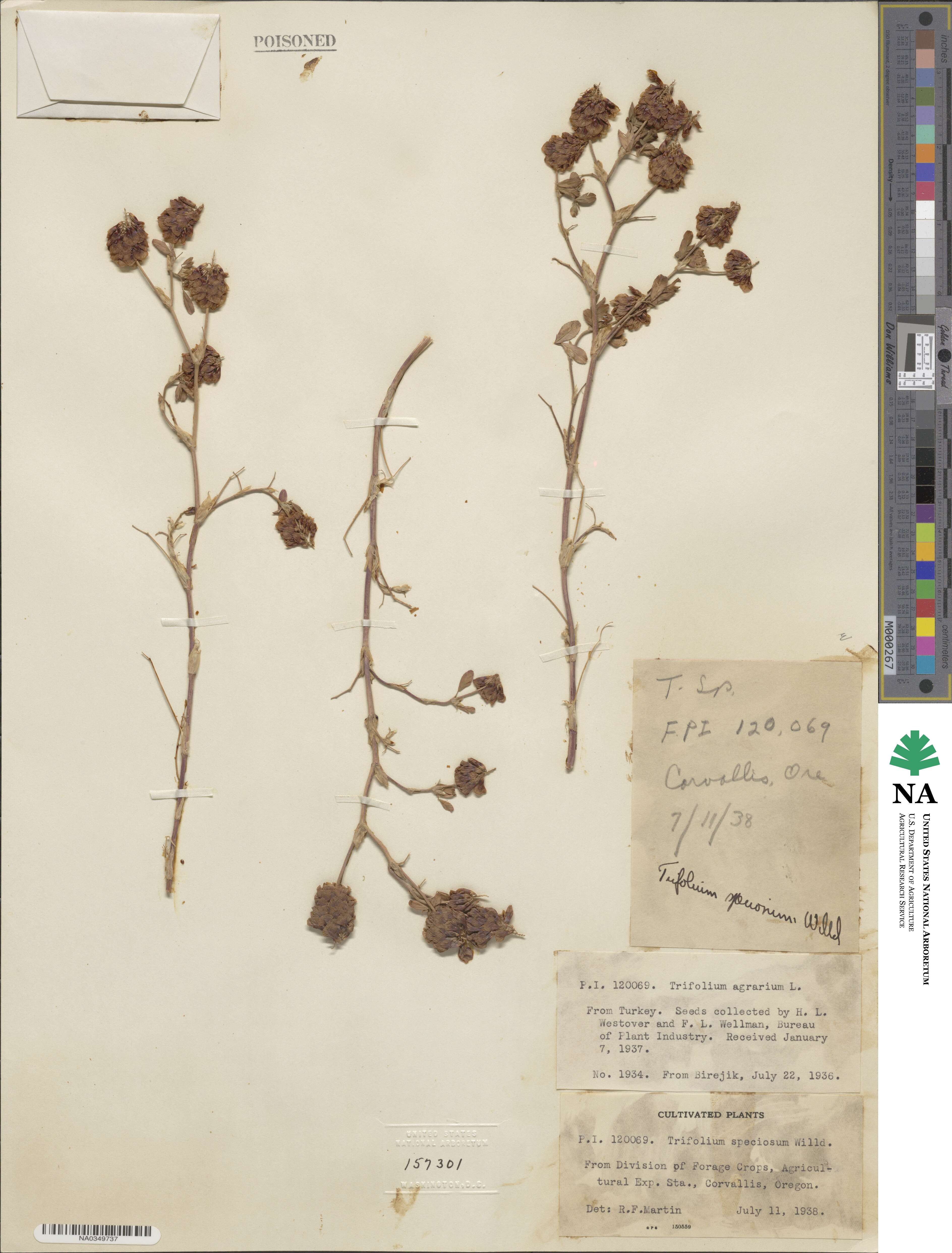 Trifolium speciosum image