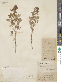 Trifolium speciosum image