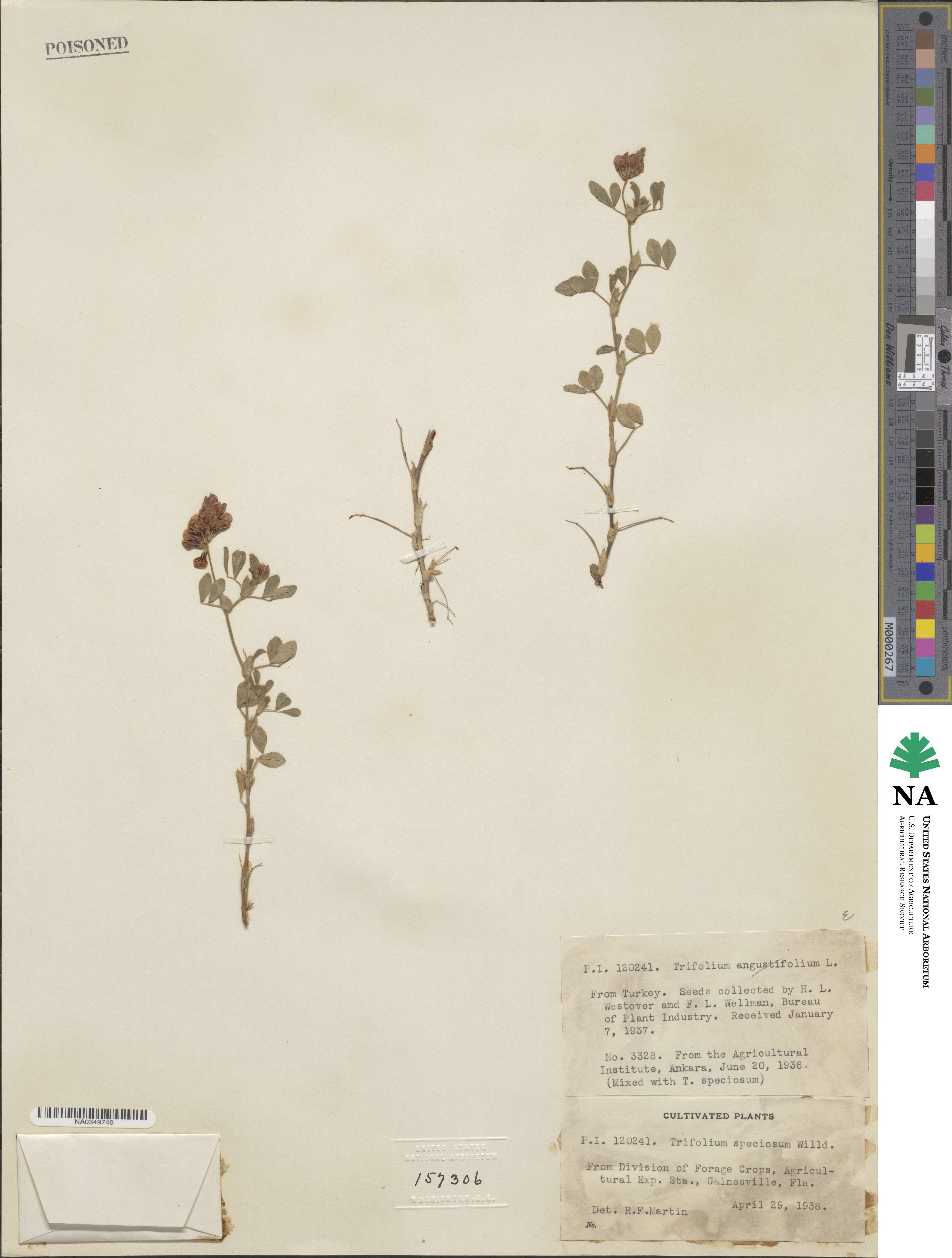 Trifolium speciosum image