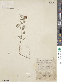 Trifolium speciosum image