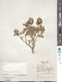 Trifolium spumosum image