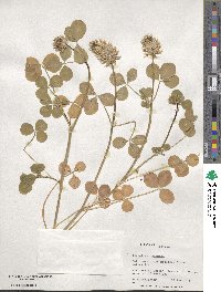 Trifolium spumosum image