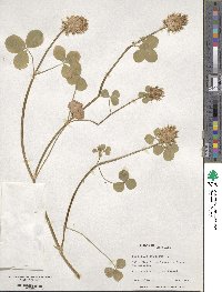 Trifolium spumosum image