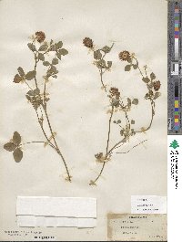 Trifolium spumosum image