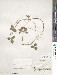 Trifolium spumosum image