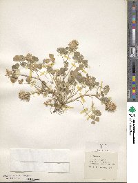 Trifolium spumosum image