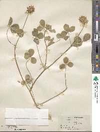 Trifolium spumosum image