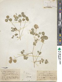 Trifolium spumosum image