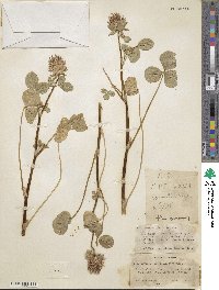 Trifolium spumosum image